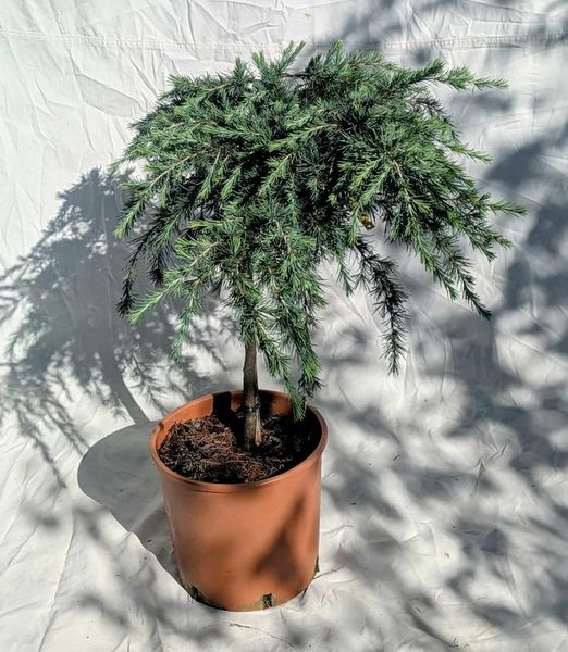 Cedrus deodara 'Feeling Blue' 50cm kmienok